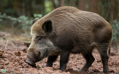 Wild boar sus scrofa foraging in forest ground wildlife photography