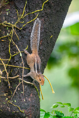A small Three-striped palm squirrel sitting and watching for a prey in a tree during rainy season