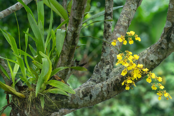 Dancing Doll Orchid, Golden Shower, Bent Oncidium orchid flower plated on the tree