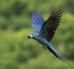 Close-up telephoto of Lear’s macaw (Anodorhynchus leari) in flight over Mata Atlântica canopy, vivid plumage details, flying posture captured sharply, natural daylight