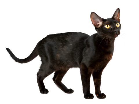 Black cat breed isolated on transparent background