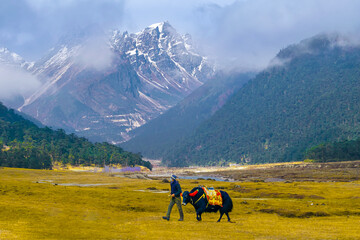 Yak Riding at Yumthang valley 