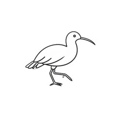 Obraz premium Hand drawn kiwi bird line art illustration icon