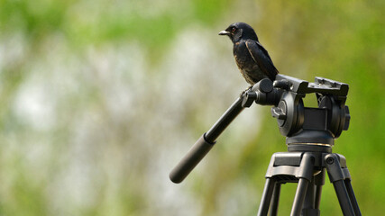 Black Drongo Bird Sitting on Camera Tripod – Wildlife Meets Technology