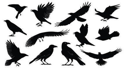 Obraz premium Vector art of a collection of black crow silhouettes in various flying and perched poses