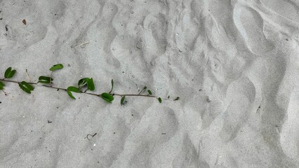 green moss on the stone