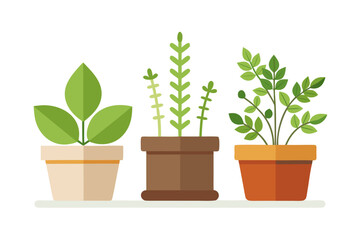 potted herbs basil thyme rustic pot