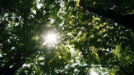 Fototapeta premium Sunlight filtering through a dense forest canopy.