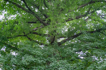 Lush canopy of a mature tree with dense green leaves and sprawling branches viewed from below, creating a natural ceiling effect against soft daylight.