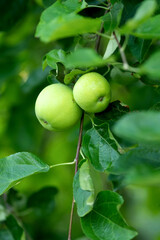 Two unripe apples hang vertically from a slender branch, surrounded by lush verdant leaves,...