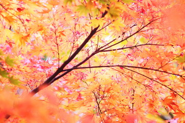 Fototapeta premium 色鮮やかな紅葉