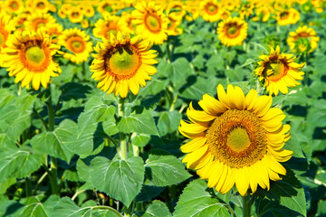 A field with blooming sunflowers in bright sunlight. Yellow sunflower flowers.