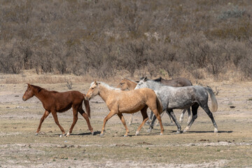 Caballos en zona desértica.
