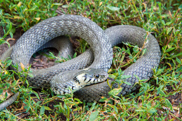 Curled up snake grass snakes in the wild. Grass snakes close-up.