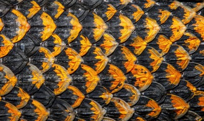Detailed fish scales close up texture background animal wildlife pattern