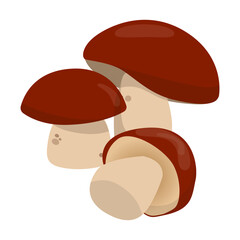 Detailed vector illustration of three porcini mushrooms with rich brown caps and thick stems. Perfect for design projects related to nature, food, and ingredients