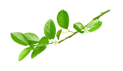 green leaves isolated on transparent background