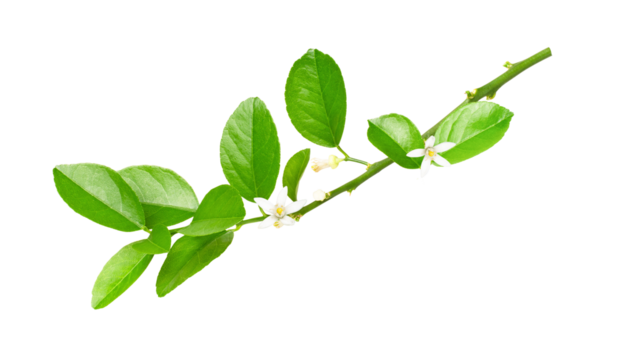 green leaves isolated on transparent background - Powered by Adobe