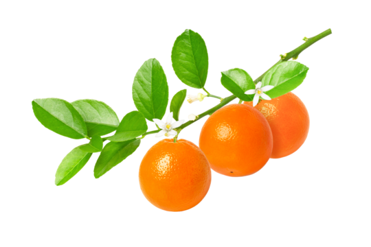 tangerines orange fruit with leaves on tree branch isolated on transparent png background.