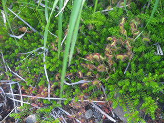 Rare Drosera rotundifolia or round-leaved sundew carnivorous plant on Iturup Island