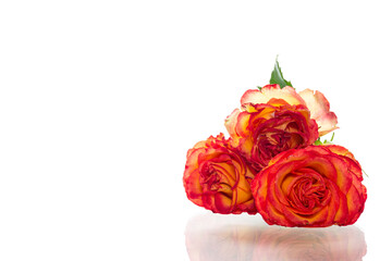 Large rosebud with rich warm gradient on white background