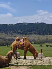 horses in the mountains