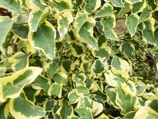Bougainvillea variegated leaves or paper flower close up background. Stock photo.
