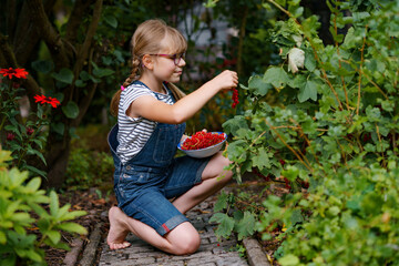 Little girl with glasses picking red currants in summer garden. Happy child harvesting fresh berries. Real life, real people, natural childhood moment in nature
