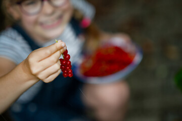 Little girl with glasses picking red currants in summer garden. Happy child harvesting fresh berries. Real life, real people, natural childhood moment in nature