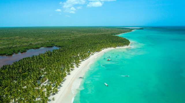 White Sand and Coconut Palms on Isla Saona, Caribbean Coastline