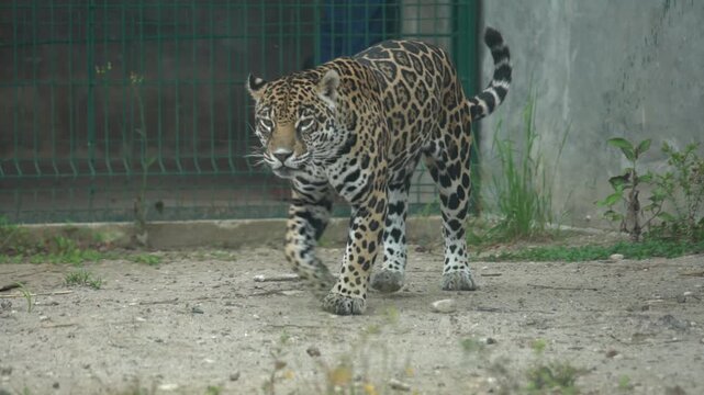 Jaguar Walking at a Zoo (Panthera onca)
