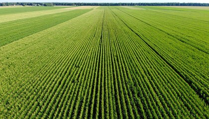 Aerial view of vast, verdant agricultural field with parallel rows of crops
