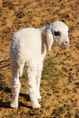 Obraz premium Lamb in the Cholistan Desert