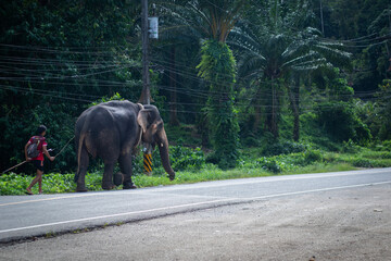 The caretaker and his elephant for nature tourism in Thailand.