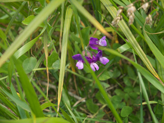 Lathyrus japonicus or beach pea purple flowers 