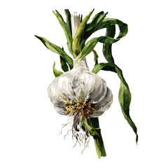 Obraz premium Garlic bulb isolated on transparent background, vintage illustration.