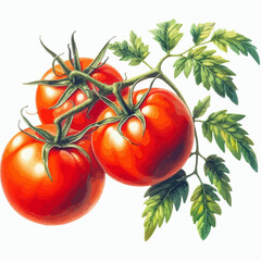 watercolor tomato vine vector , watercolor tomato vine