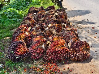 oil palm fruit neatly arranged and ready to be transported