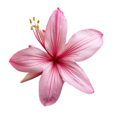Close-up of a beautiful pink flower png