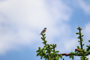 Singing redstart surrounded by gnats on spruce tip under summer sky. Low-angle telephoto shows redstart in song, framed by spruce buds and flying gnats, in peaceful forest moment