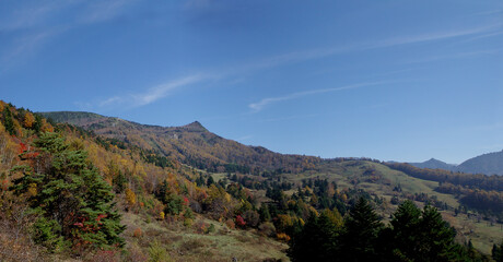 Naklejka premium The autumn driving landscape of the large cattle ranch in the mountains @Minami-Shigakogen / 広大な牧場の秋の紅葉風景(志賀高原，南志賀，山田牧場)
