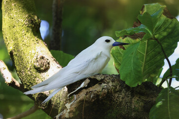 White tern on a tree branch in the forest