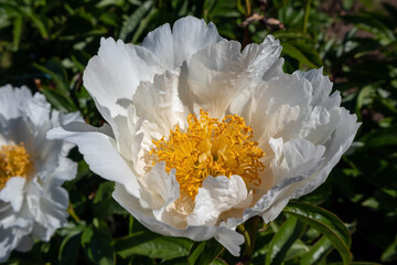 white rose flower macro photography on a sunny summer day, Krinkled White