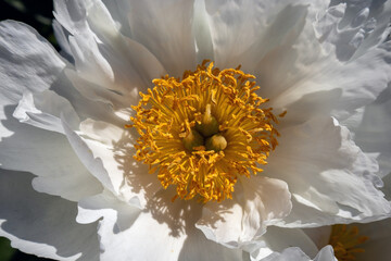 white rose flower macro photography on a sunny summer day, Krinkled White