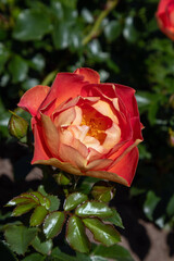 red rose flower macro photography on a sunny summer day