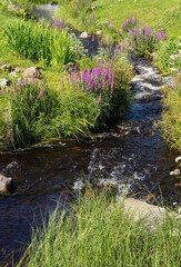 Shallow stream in sunny public park, Oulu Finland