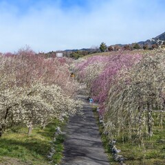 満開のカラフルな枝垂れ梅に囲まれた公園の情景