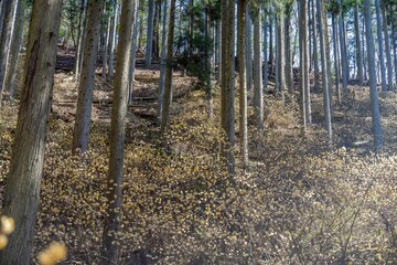 杉林に囲まれた満開のミツマタの群生地の情景
