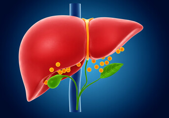 Detailed 3D illustration of the human liver, showing its structure and associated organs.

