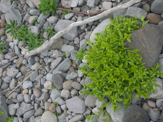 Patch of green Honckenya peploides or sea sandwort coastal plant on Iturup island pebbles